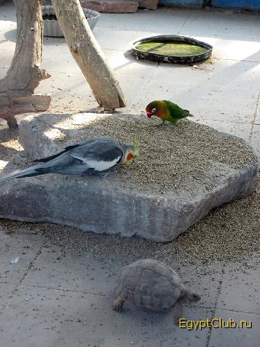 ��� ���������. ���