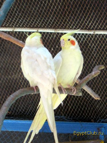 ��� ���������. ���