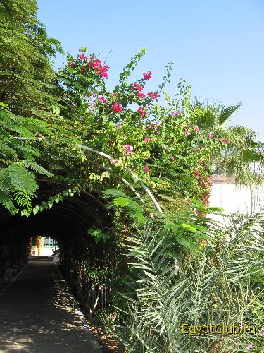 ��� ���������. ���