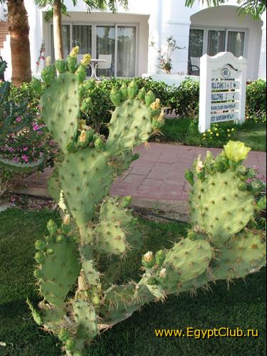 ���������� �����