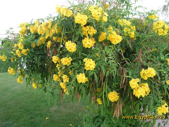 �� ���������� �����