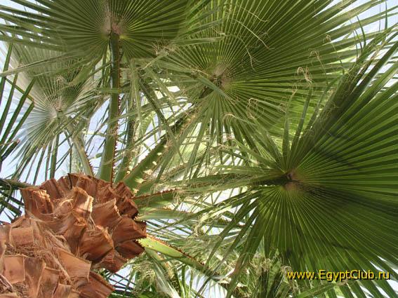 ������ � ������-�����