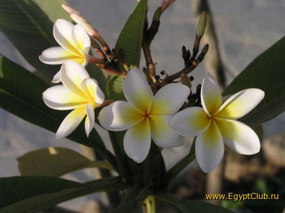 �� ���������� ����� ������