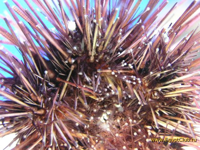 ������ ������� ����