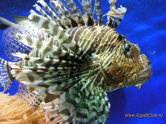 �� ���� ������� ������