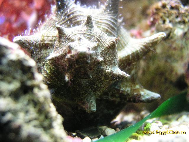 ��������� �������