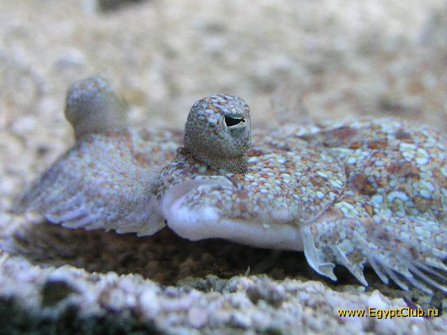 ������� ���� - ��� �� ����