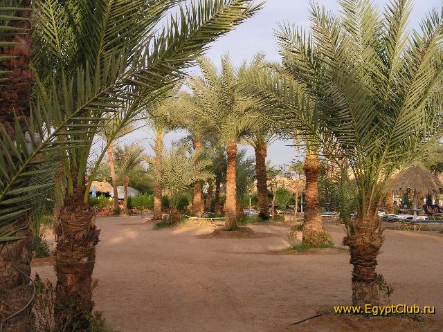 ���� ����� Hilton