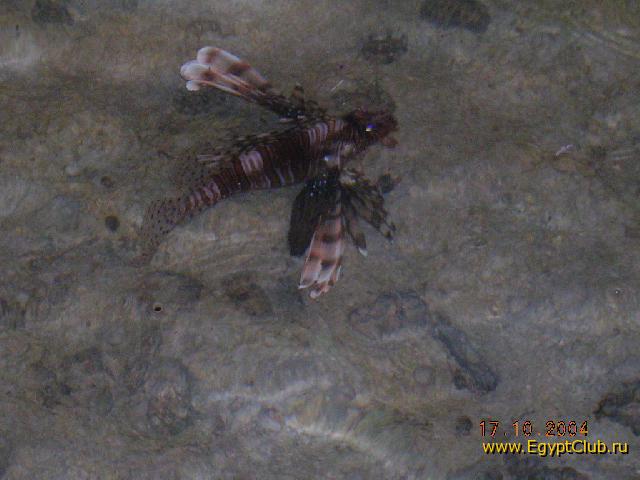 ���� ����