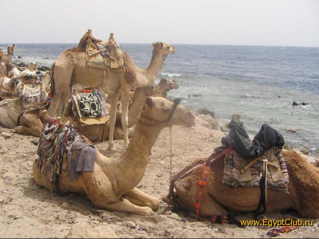 ��������� � ��� �����