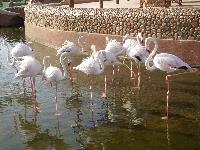 ������� ������, �����