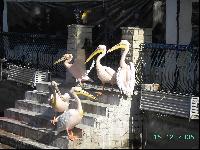 ��� ��� - ������