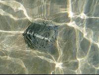 "��������� � ����"