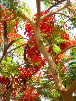 ����� "����"