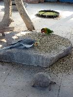 ��� ���������. ���