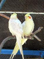 ��� ���������. ���