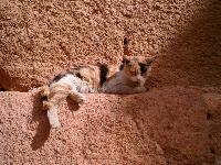 ���� ����� (������)