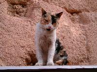 Гора Синай (Моисея)