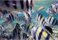 �������� ����� � ������, �������