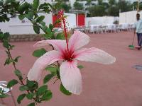 ������� ������, �����